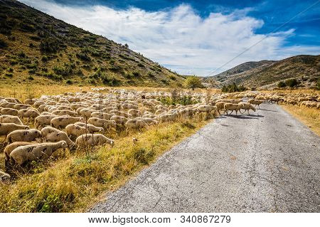 Flock Of Sheep - Mavrovo National Park, Mavrovo And Rostusa Municipality, North Macedonia, Europe