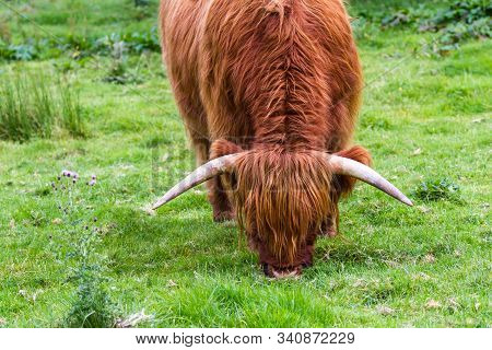 Young Highland Bull In Fresh Green Grass In The Scottish Highlands