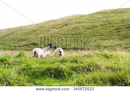 Sheep In The Highlands