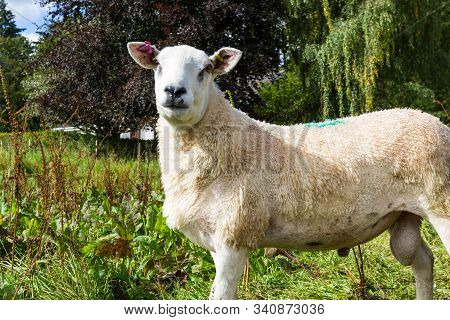 Lleyn Sheep In The Scottish Highlands