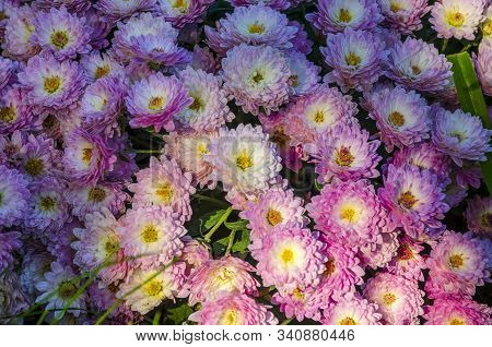 Pink Chrysanthemums Growing In A Park On A Flowerbed