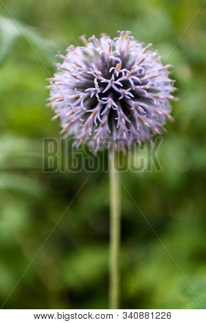 Small Globe Thistle