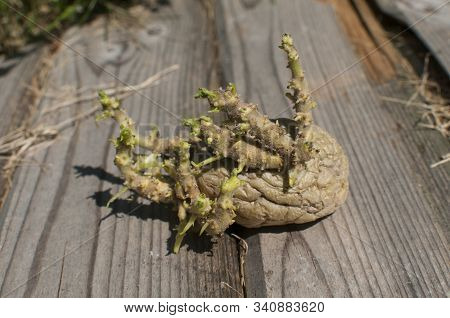 Potato With Sprouts Closeup Ready To Plant