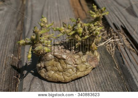 Potato With Sprouts Closeup Ready To Plant