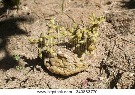 Potato With Sprouts Closeup Ready To Plant