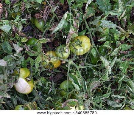Fresh Tomato Plant In Organic Farm