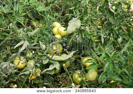 Fresh Tomato Plant In Organic Farm