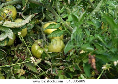 Fresh Tomato Plant In Organic Farm