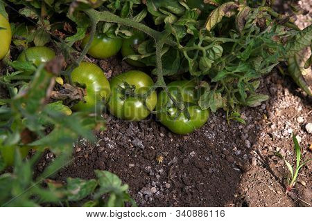 Fresh Tomato Plant In Organic Farm