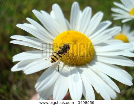 Wild Bee