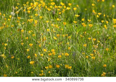 Ranunculus, Buttercup Water Crowfoot Plant In Summer