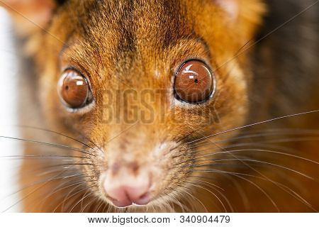 Ring-tailed Possum