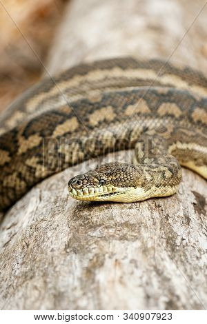 Coastal Carpet Python