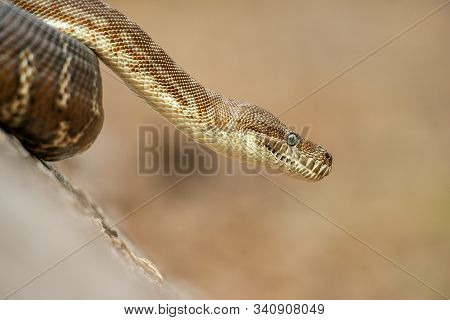 Coastal Carpet Python