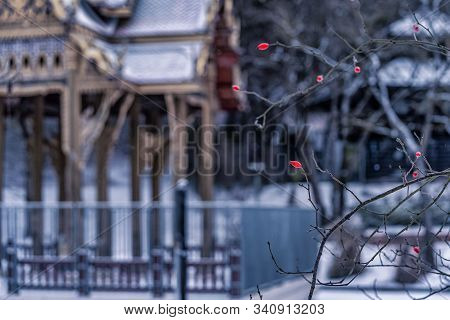Winter In The Park, Snowy Day In Germany At The Westpark, Japanese Garden.