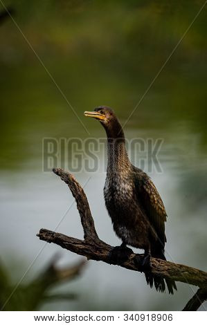 Great Cormorant Or Large Black Cormorant Portrait During Breeding Season At Winters Of Keoladeo Nati