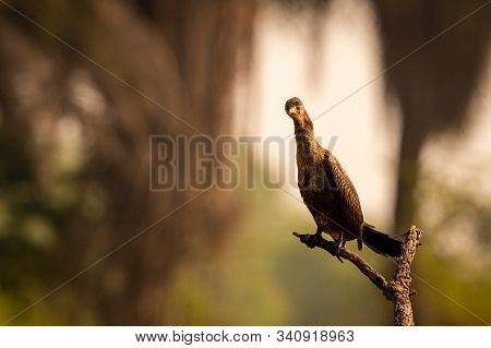 Great Cormorant Or Large Black Cormorant Portrait During Breeding Season At Winters Of Keoladeo Nati