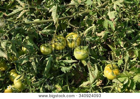 Fresh Tomato Plant In Organic Farm