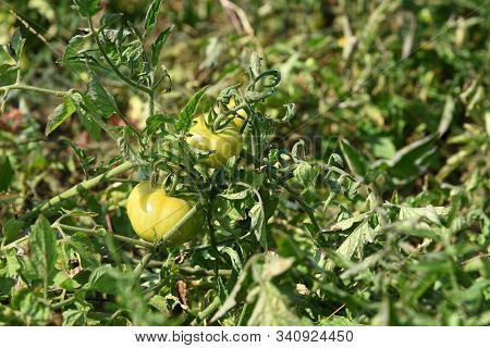 Fresh Tomato Plant In Organic Farm