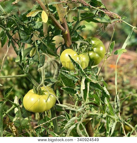 Fresh Tomato Plant In Organic Farm