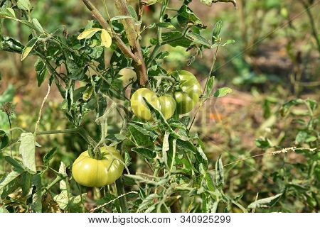 Fresh Tomato Plant In Organic Farm