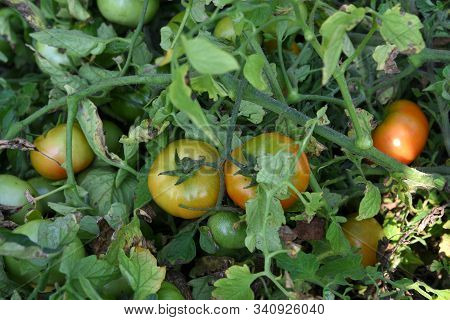 Fresh Tomato Plant In Organic Farm