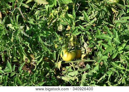 Fresh Tomato Plant In Organic Farm