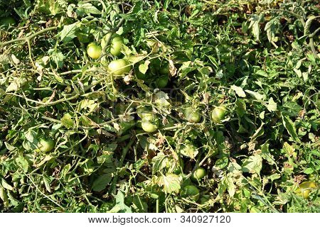 Fresh Tomato Plant In Organic Farm