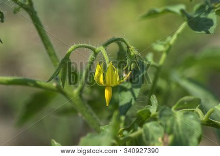 Fresh Tomato Plant In Organic Farm