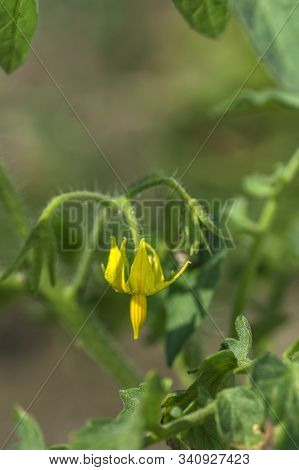 Fresh Tomato Plant In Organic Farm