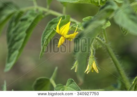 Fresh Tomato Plant In Organic Farm