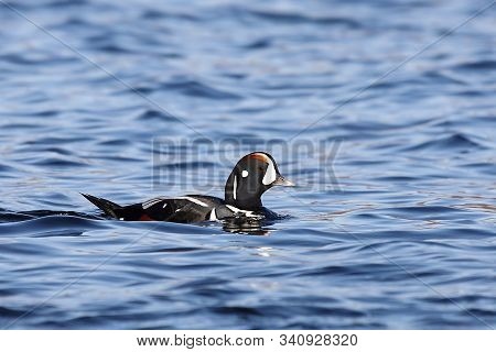 Duck Swimming In Blue Sea Water.  Wild Harlequin Duck (histrionicus Histrionicus) In Natural Habitat