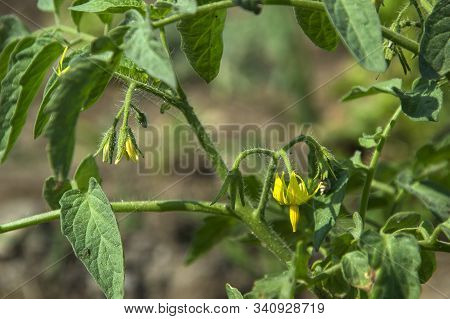 Fresh Tomato Plant In Organic Farm