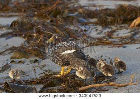 Falkland Steamer Duck (tachyeres Brachypterus) With Chicks On A Sandy Beach On Sea Lion Island In Th