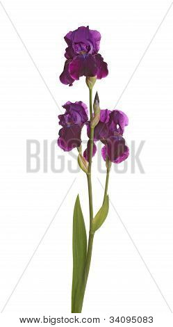 Stem With Three Purple Iris Flowers