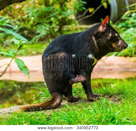 Closeup Portrait Of A Tasmanian Devil, Endangered Animal Specie From Tasmania In Australia