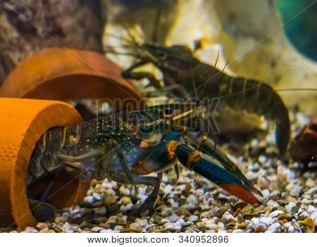 Australian Red Claw Crayfishes Underwater, Popular Aquarium Pets From Queensland In Australia