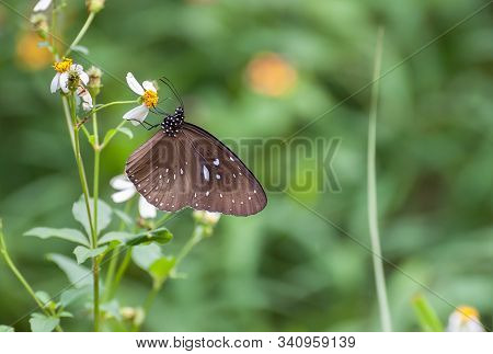Male Striped Blue Crow Butterfly (euploea Mulciber), Hong Kong
