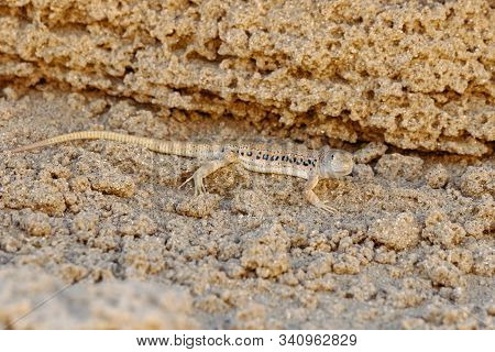 Rapid Fringe-toed Lizard Eremias Velox On Sand Dune. Cute Reptile In Wildlife.