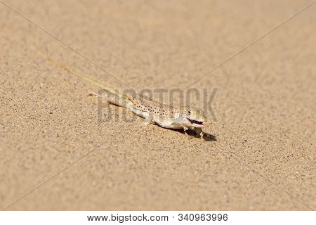 Rapid Fringe-toed Lizard Eremias Velox Eating Insect On Sand Dune. Cute Reptile In Wildlife.