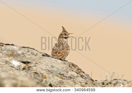 Crested Lark Galerida Cristata Singing On Rock. Cute Common South Meadow Songbird In Wildlife.