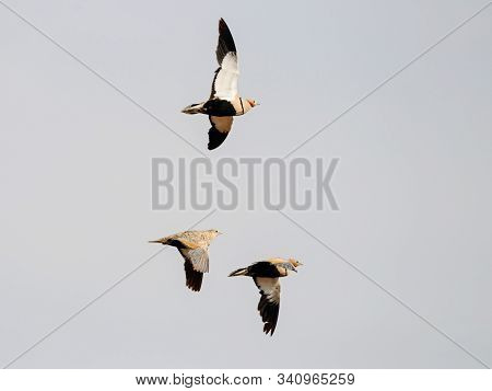 Black-bellied Sandgrouse Pterocles Orientalis Flock In Flight Under Blue Sky. Cute Rare Southern Des