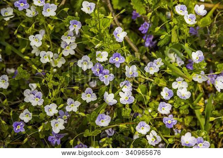 Blossoming Creeping Speedwell Flowers