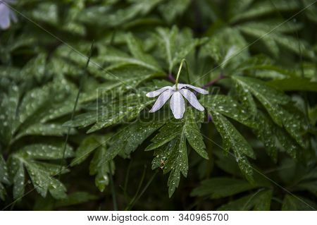 White Wood Anemone Early In The Morning