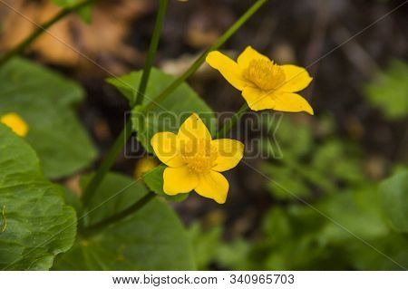 Yellow Woodland Anemone