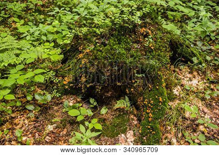 Stump In The Forest