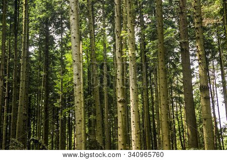 A Spruce Forest
