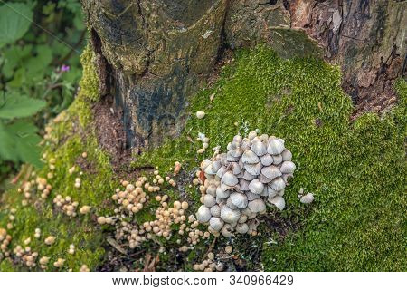 Cluster Of Mushrooms On Decaying Wood