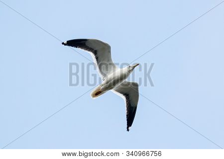 Lesser Black-backed Gull Larus Fuscus Flying Under Blue Sky. Large Dark Waterbird In Wildlife.