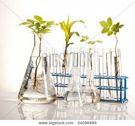 식물 실험실 유리 그릇, 화학 장비